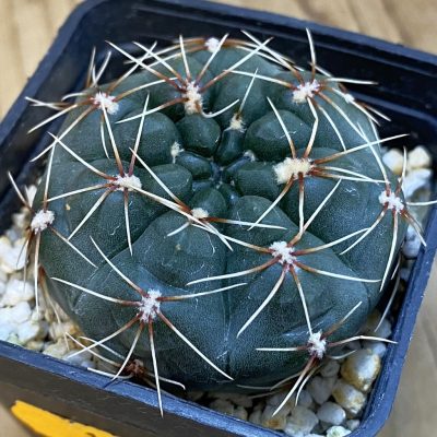 SH1207 Gymnocalycium baldianum