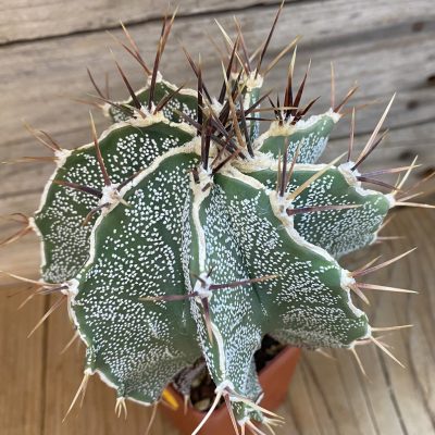SH355 Astrophytum ornatum hybrid