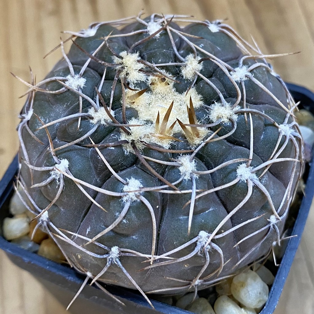 SH1260 Gymnocalycium borthii ssp. nogolense VG 411