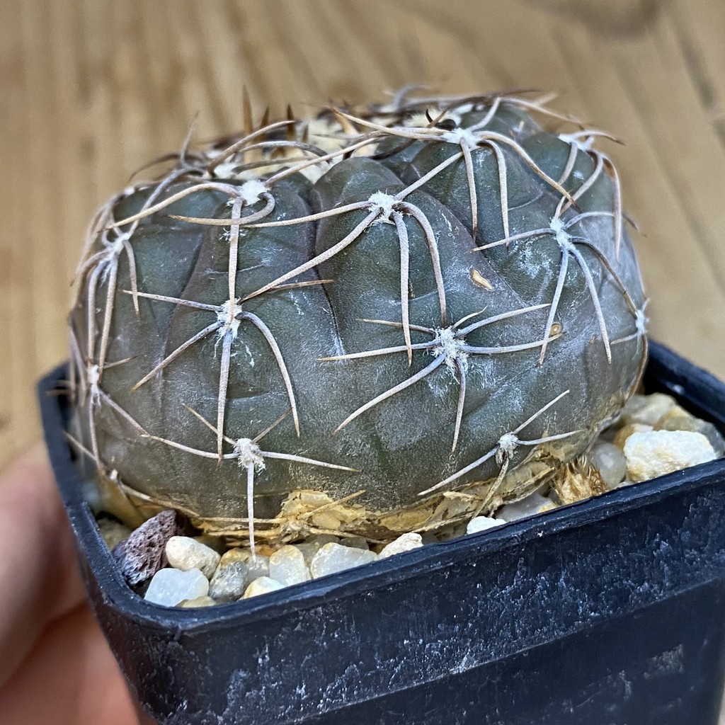SH1260 Gymnocalycium borthii ssp. nogolense VG 411 - Зображення 2