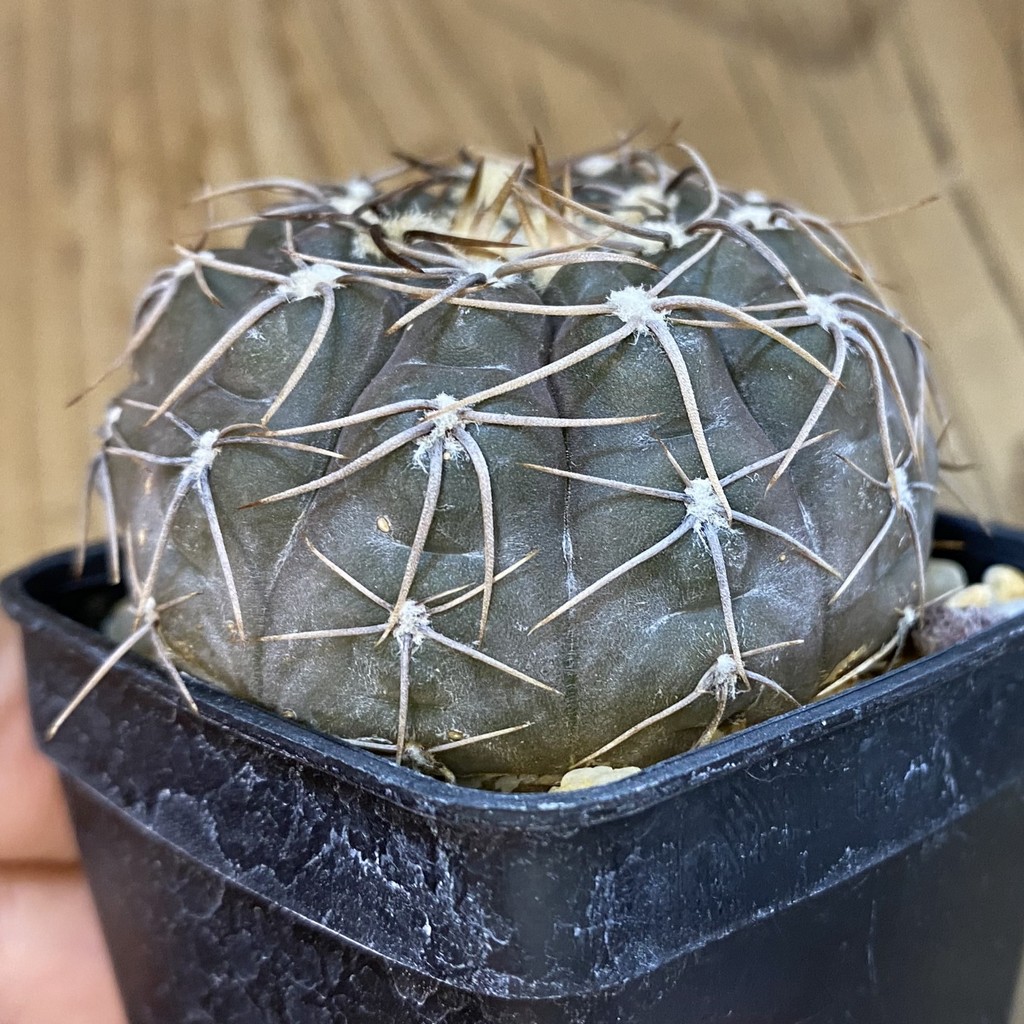 SH1260 Gymnocalycium borthii ssp. nogolense VG 411 - Зображення 3