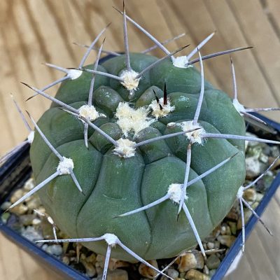 SH1326 Gymnocalycium castellanosii v. bozsingianum P 205