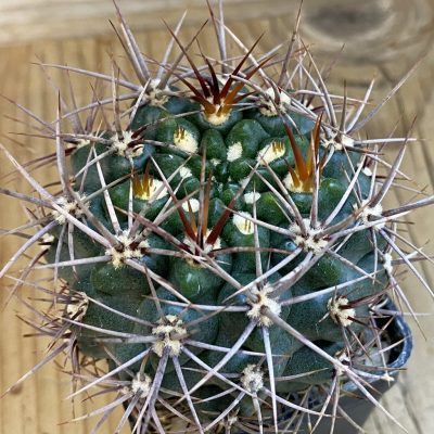 SH1349 Gymnocalycium neuhuberi