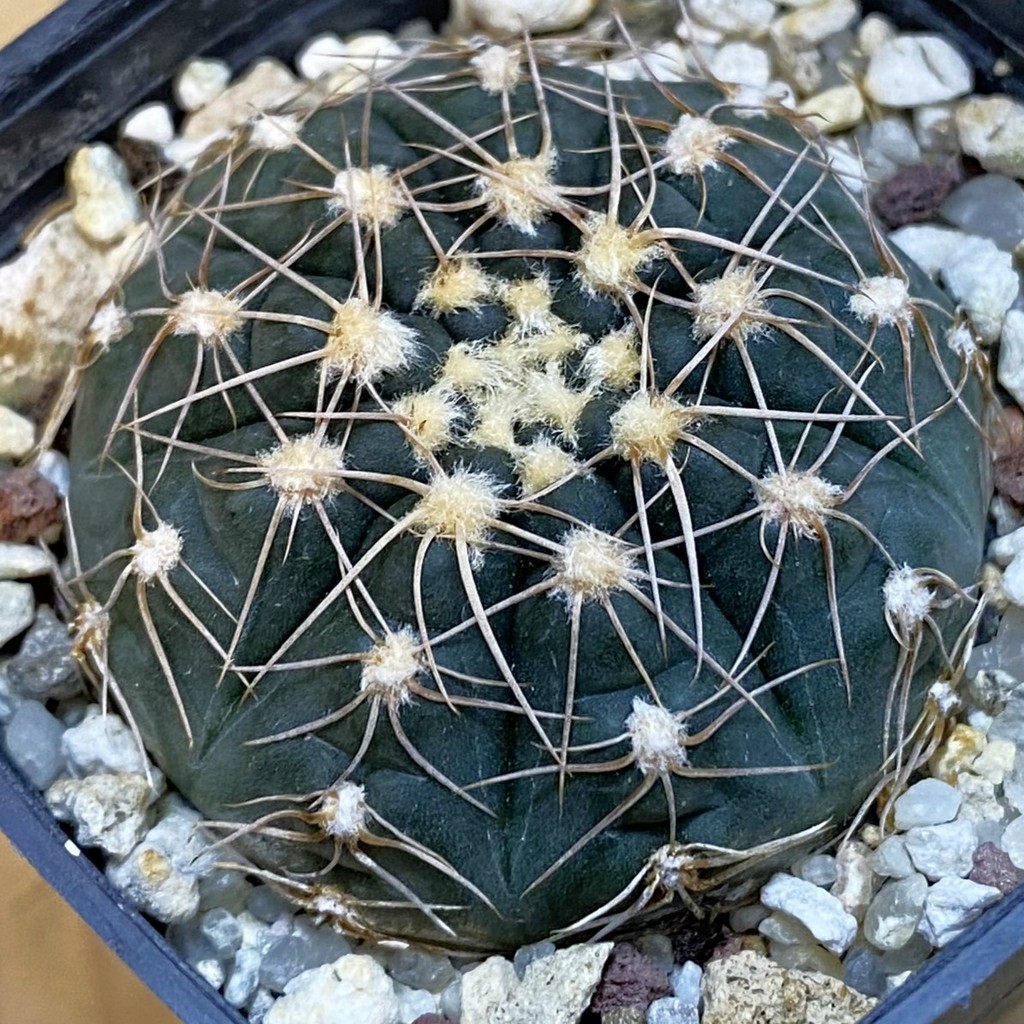 SH1353 Gymnocalycium taningaense VG306