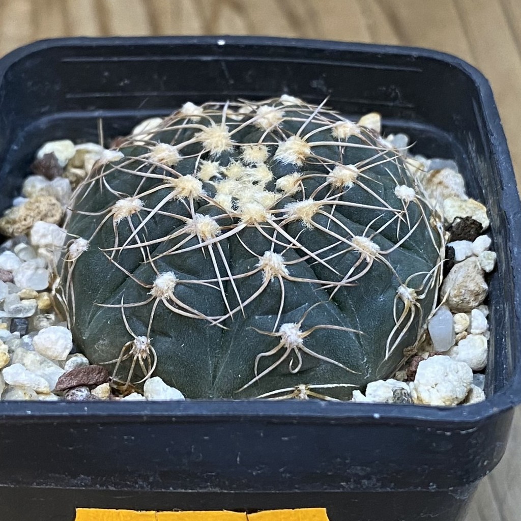 SH1353 Gymnocalycium taningaense VG306 - Зображення 2