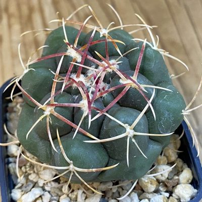 SH1469 Thelocactus hexaedrophorus -Rio Verde-