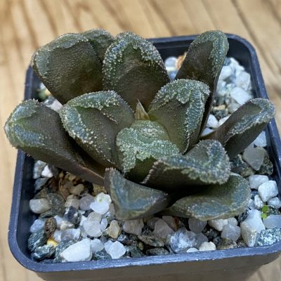 SH39212 Haworthia maughanii hybrid