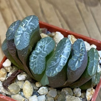 SH39214 Haworthia truncata