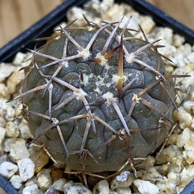 SH39219 Gymnocalycium bodenbenderianum VOS 14-1750