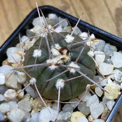 SH39220 Gymnocalycium castellanosii v. bozsingianum VG 248