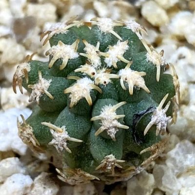 SH39221 Pygmaeocereus bieblii