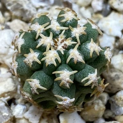 SH39222 Pygmaeocereus bieblii
