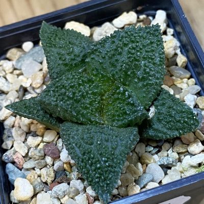 SH39184 Ariocarpus fissuratus ‘Godzilla’ hybrid, seedling