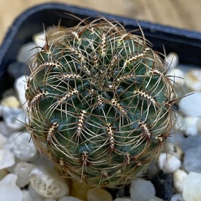 SH39226 Sulcorebutia markusii