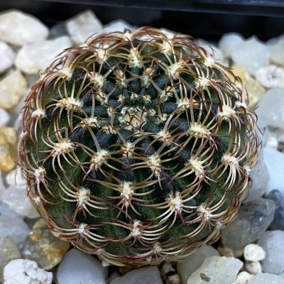 SH39227 Lobivia pusilla v. flaviflora