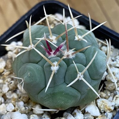 SH39228 Thelocactus hexaedrophorus v. fossulatus