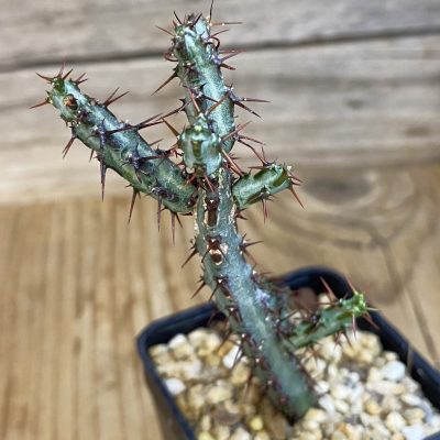 SH39229 Euphorbia aeruginosa