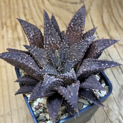 SH39231 Haworthia wimii hybrid -Japan-