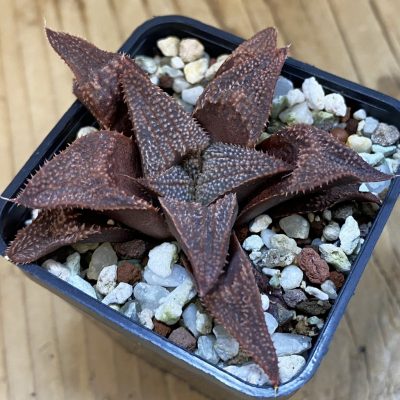 SH39232 Haworthia splendens hybrid