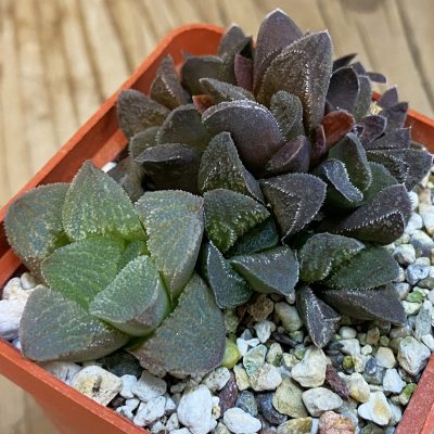 SH39233 Haworthia pygmaea mix
