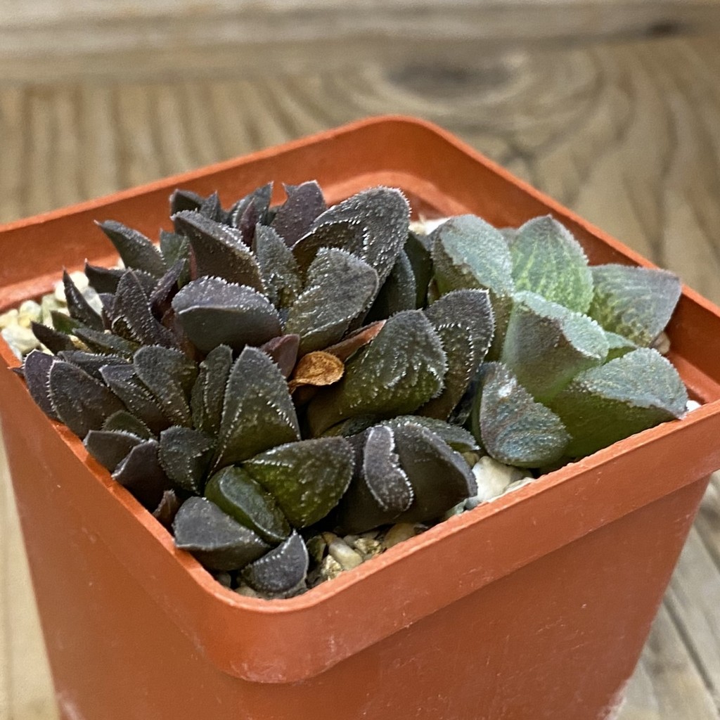 SH39233 Haworthia pygmaea mix – Bild 2