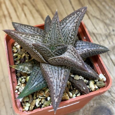 SH39235 Haworthia 'Kintaikyo'