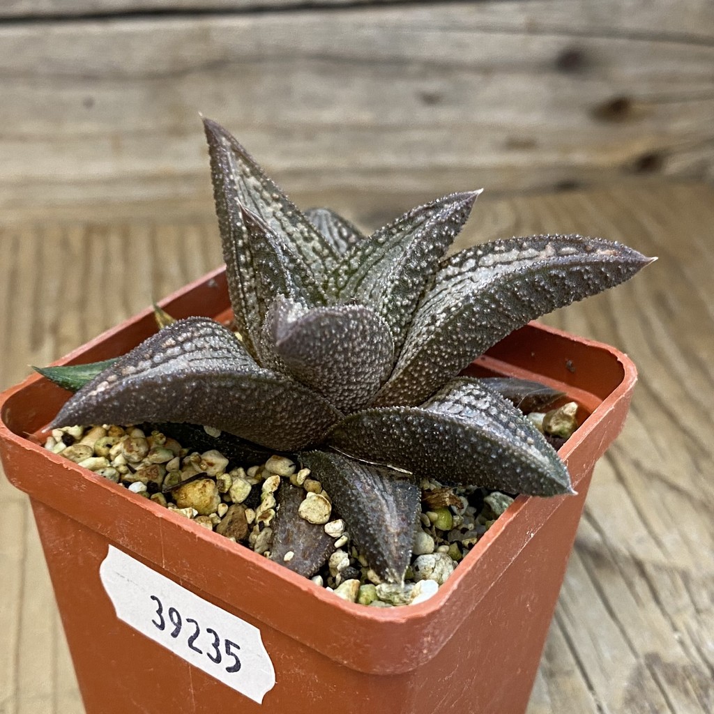 SH39235 Haworthia 'Kintaikyo' – Bild 2