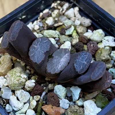 SH39236 Haworthia truncata -Japan-