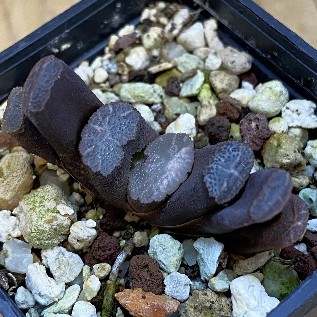 SH39236 Haworthia truncata -Japan-