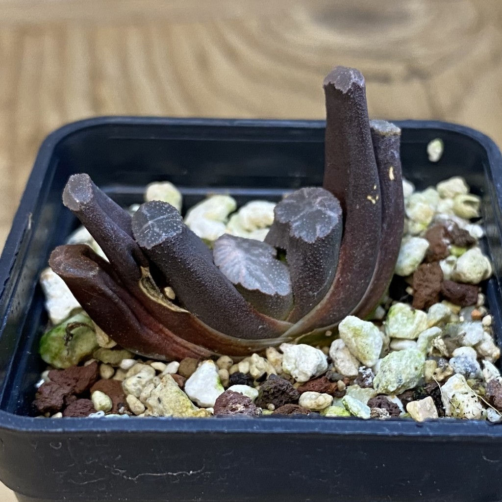SH39236 Haworthia truncata -Japan- – Bild 2