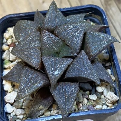 SH39237 Haworthia splendens hybrid