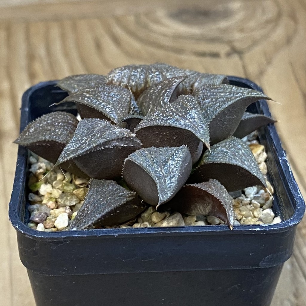 SH39237 Haworthia splendens hybrid – Bild 2