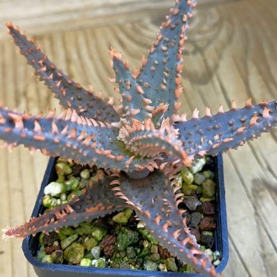 SH39238 Aloe TCT hybrid