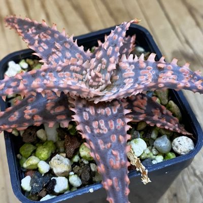 SH39239 Aloe TCT hybrid