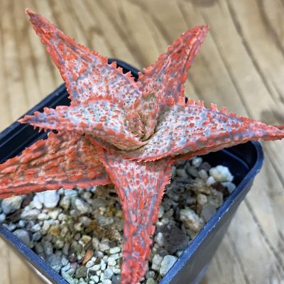 SH39240 Aloe TCT hybrid