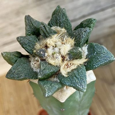 SH39185 Ariocarpus scapharostrus hybrid, grafted