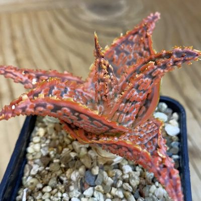 SH39241 Aloe TCT hybrid