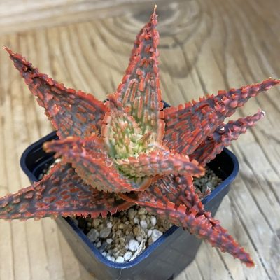 SH39242 Aloe TCT hybrid