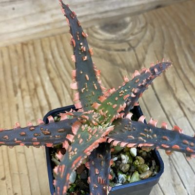 SH39243 Aloe TCT hybrid