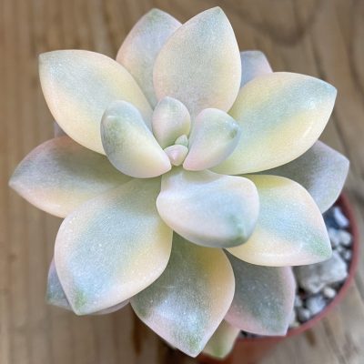 SH39244 Graptoveria ‘Titubans’ f. variegata
