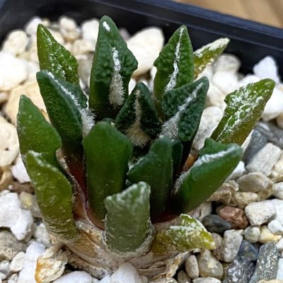 SH39180 Ariocarpus kotschoubeyanus hybrid, seedling, own roots
