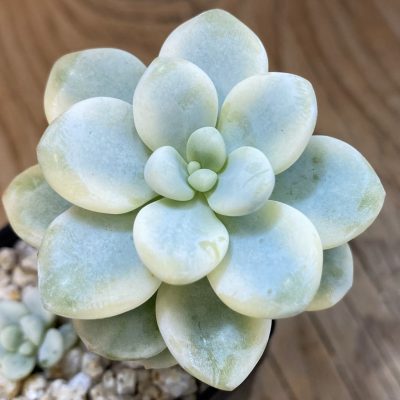 SH39245 Sedum clavatum f. variegata