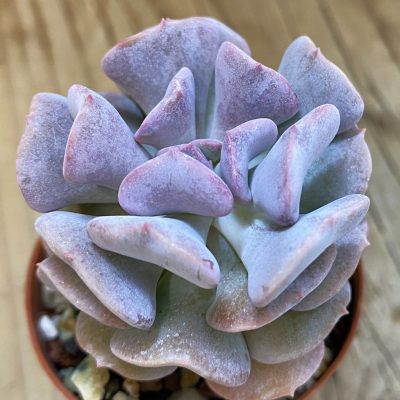 SH39246 Echeveria 'Cubic Frost'