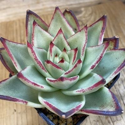 SH39247 Echeveria agavoides 'Ebony'