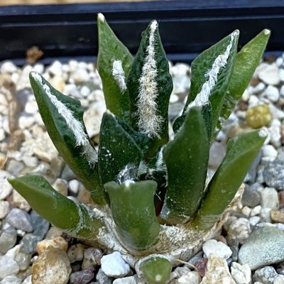 SH39186 Ariocarpus kotschoubeyanus hybrid, seedling, own roots