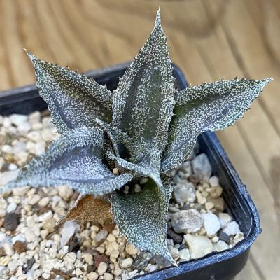 SH39248 Cryptanthus lacerdae 'Menescal'