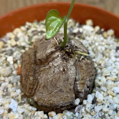 SH39251 Dioscorea elephantipes
