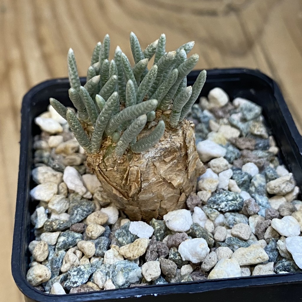 SH39252 Avonia alstonii - Image 2