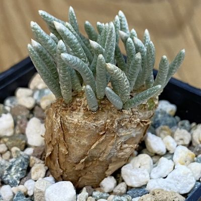 SH39252 Avonia alstonii