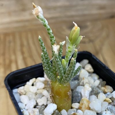 SH39253 Avonia alstonii